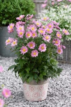 Anemone Hybrida Pocahontas - Japanese Anemone Windflower