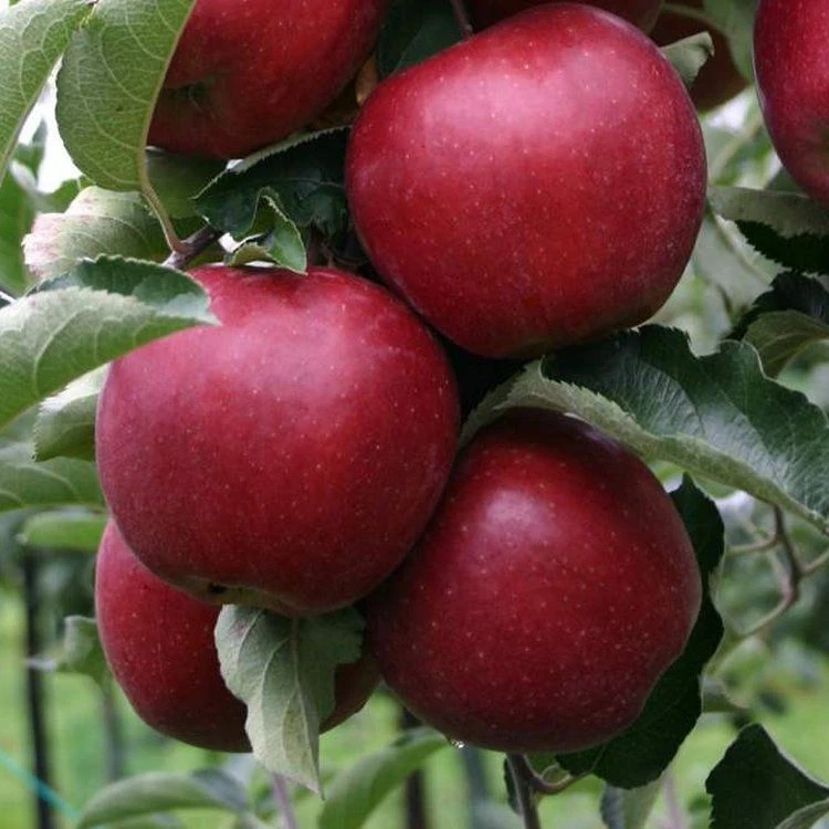 Dwarf Patio PILLAR Fruit Trees Mini Orchard Collection - 6 Different Trees - Image 5