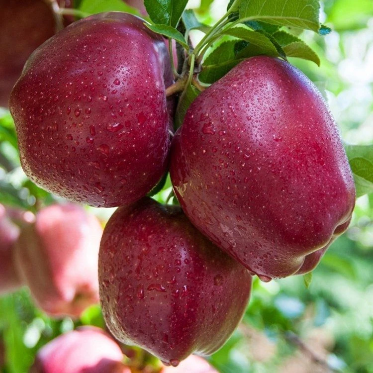 Dwarf Patio PILLAR Fruit Trees Mini Orchard Collection - 6 Different Trees - Image 8