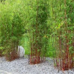 Fargesia Volcano - Clumping Umbrella Bamboo - Circa 150-200cms