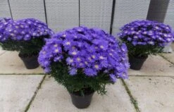Michaelmas Daisy - SAPPHIRE BLUE - Pack Of THREE Flowering Aster Plants