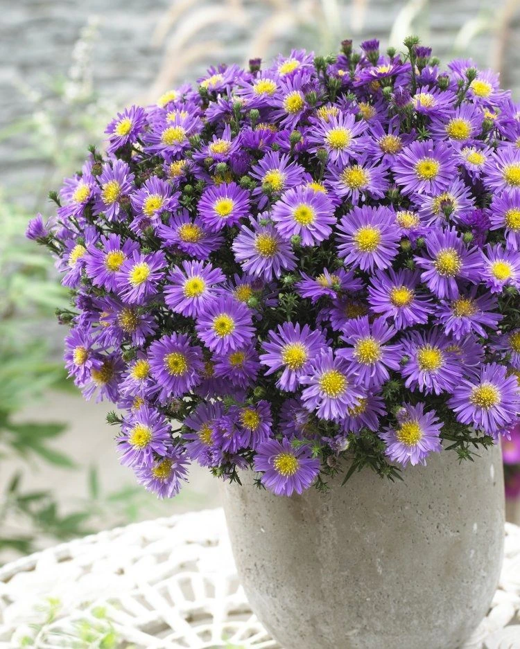 Michaelmas Daisy - SAPPHIRE BLUE - Pack Of THREE Flowering Aster Plants - Image 3