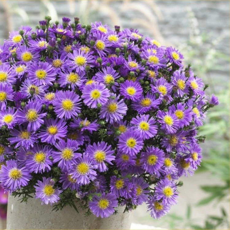 Michaelmas Daisy - SAPPHIRE BLUE - Pack Of THREE Flowering Aster Plants - Image 2