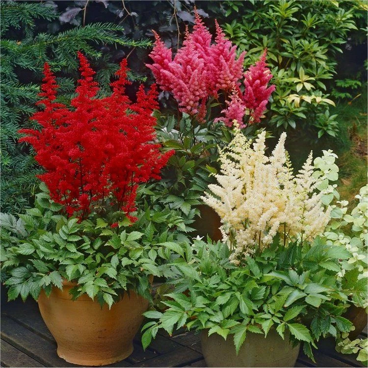 Astilbe Collection - Pack Of THREE Plants - Image 2