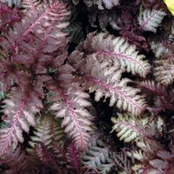 Athyrium Niponicum Red Beauty - Japanese Painted Fern