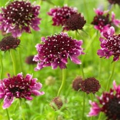 Scabiosa Columbaria "Borocca" - Scabious