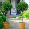 Pair Of 80-100cm Tall Standard Bay Trees - Laurus Nobilis