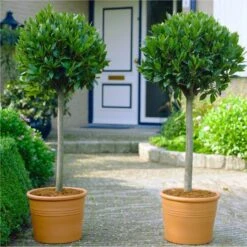 Pair Of 80-100cm Tall Standard Bay Trees - Laurus Nobilis