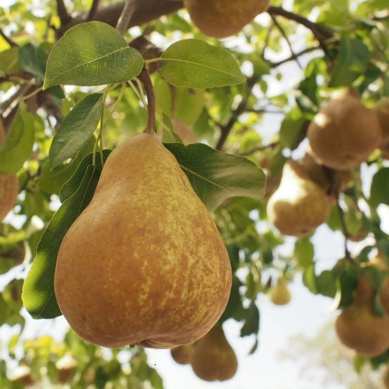 Premium Speciality Chefs Selection For The Fruit Connoisseur - Fruit Tree Collection - Pack Of SIX - Image 5