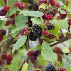 Black Mulberry Patio Tree - Morus Rotundiloba Mojo Berry Circa 100cms