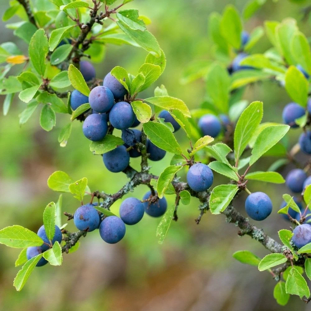 Sloe Hedging - Perfect For Sloe Gin - Pack Of 20 - Prunus Spinosa - Blackthorn