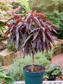 Crimson Bonfire - Red Leaf Patio Peach Tree - Amazing Red Leaved Fruiting Peach