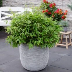 Fargesia Murieliae Moontears Boobux