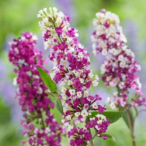 Buddleja - Berries & Cream - New Buddleia Butterfly Bush With Multi-shaded Flowers - LARGE PLANT - Image 2