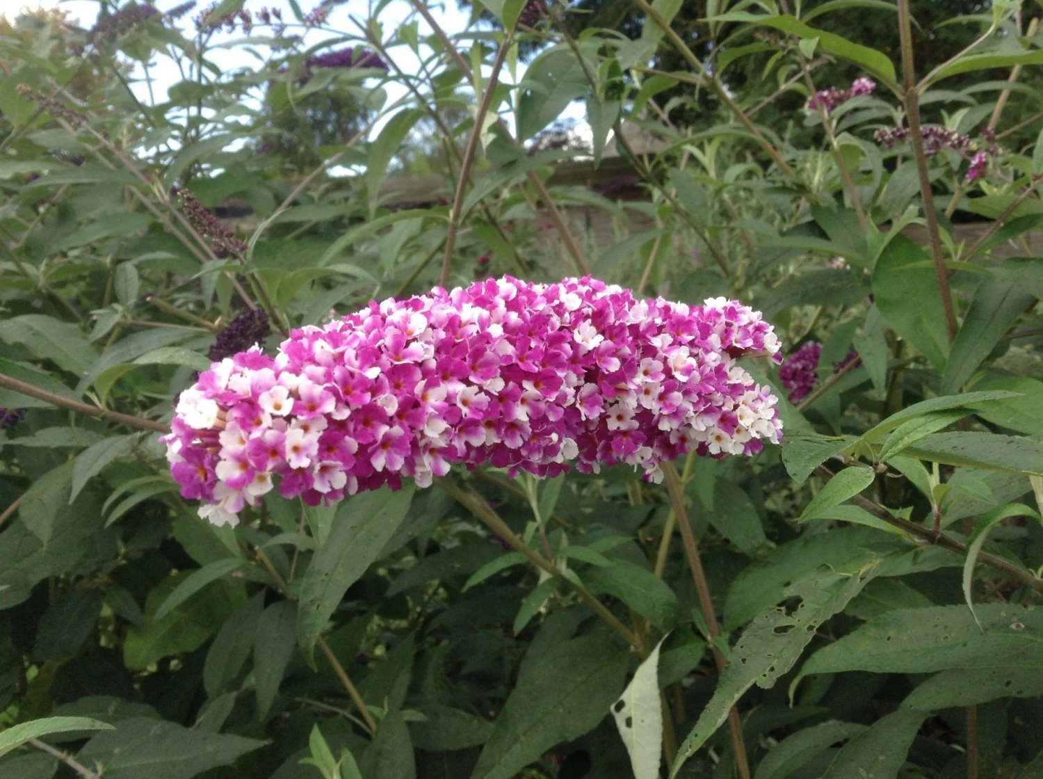 Buddleja - Berries & Cream - New Buddleia Butterfly Bush With Multi-shaded Flowers - LARGE PLANT - Image 3
