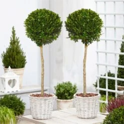 PAIR Of Topiary Evergreen Buxus Lollipop Standard Trees - Stylish Contemporary Box Ball Lollipop Trees 80-100cm