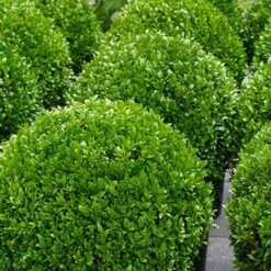 PAIR Of Topiary Buxus BALLS - Stylish Contemporary Box Ball PLANTS - LARGE