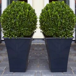 Pair Of Premium Quality Topiary Buxus BALLS With Stylish Contemporary Flared SLATE BLACK Planters