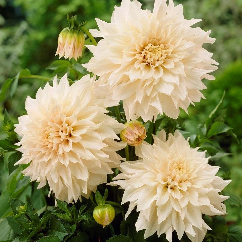 Dahlia Cafe Au Lait - Pack Of THREE - Image 4
