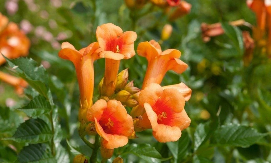 Campsis Radicans 'Indian Summer' - Trumpet Vine - Image 2