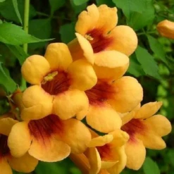 Campsis Radicans 'Judy' - Trumpet Vine - Large 6ft Specimen