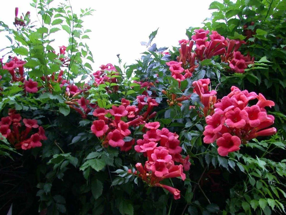 Campsis Radicans Atropurpurea - Trumpet Vine - Large 6ft Specimen - Image 2