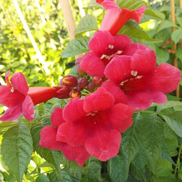 Campsis Solo Rosso - Trumpet Vine - Image 3