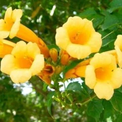 Campsis Golden Trumpet - Yellow Trumpet Vine