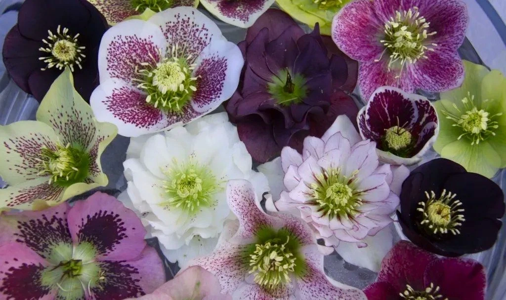 Carnival Hellebore Collection - Pack Of SIX Helleborus Plants - Image 10