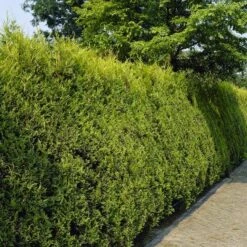 Gold Leylandii - Castlewellan Gold Leyland Cypress - Cuprocyparis Leylandii - Pack Of TEN 80-100cm (circa 3ft) Hedging Conifers