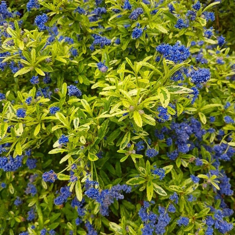 Ceanothus Lemon And Lime - Unique Gold & Green Foliage With Bright Blue Flowers - Image 3