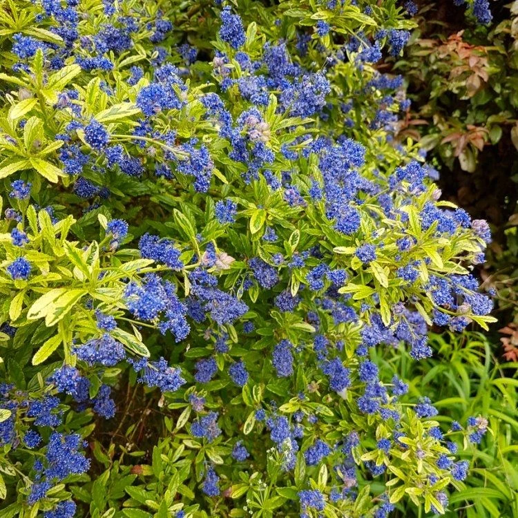Ceanothus Lemon And Lime - Unique Gold & Green Foliage With Bright Blue Flowers - Image 2