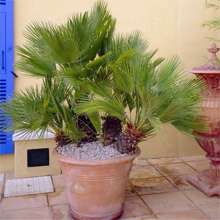 Chamaerops Humilis - Hardy Mediterranean Fan Palm - 60-70cms Tall - Image 2