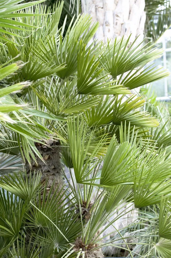 Chamaerops Humilis - Hardy Mediterranean Fan Palm - 60-70cms Tall - Image 3