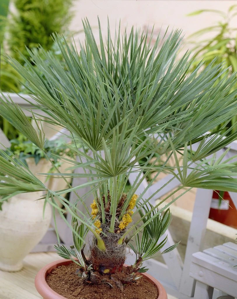 Chamaerops Humilis - Hardy Mediterranean Fan Palm - 60-70cms Tall