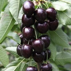 Patio Fruit Tree - Cherry Kordia - Prunus Avium Kordia