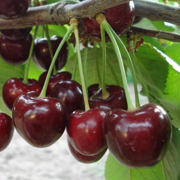 Dwarf Patio PILLAR Fruit Trees Mini Orchard Collection - 6 Different Trees - Image 7