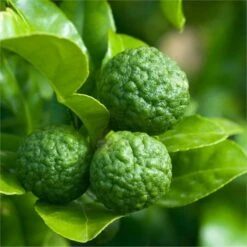 Kaffir Lime Tree Plant - Citrus Hystrix