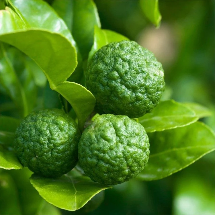 Kaffir Lime Tree Plant - Citrus Hystrix