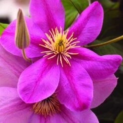 Clematis Alaina - Summer Flowering Clematis