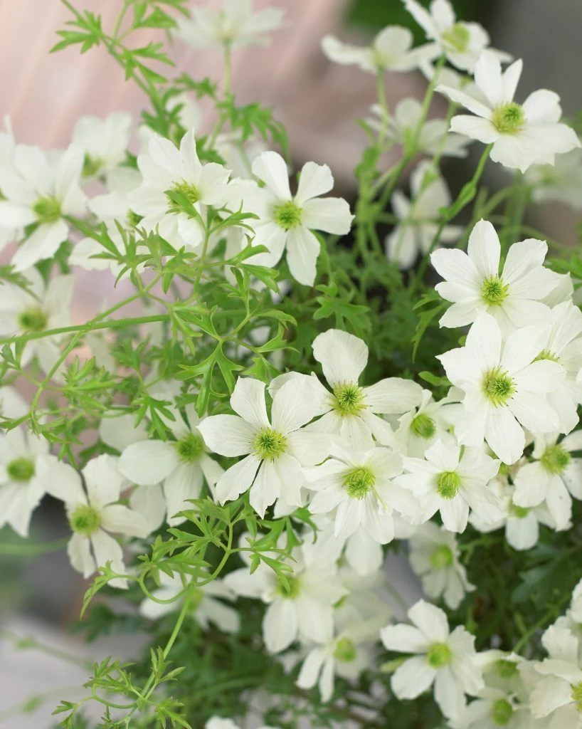 Clematis Cartmanii Avalanche - Early Flowering Evergreen Clematis - Image 2