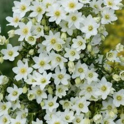 Clematis Cartmanii White Abundance - Evergreen