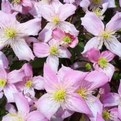 Large 6-7ft Specimen Climber - Clematis Montana Pink Perfection - Large