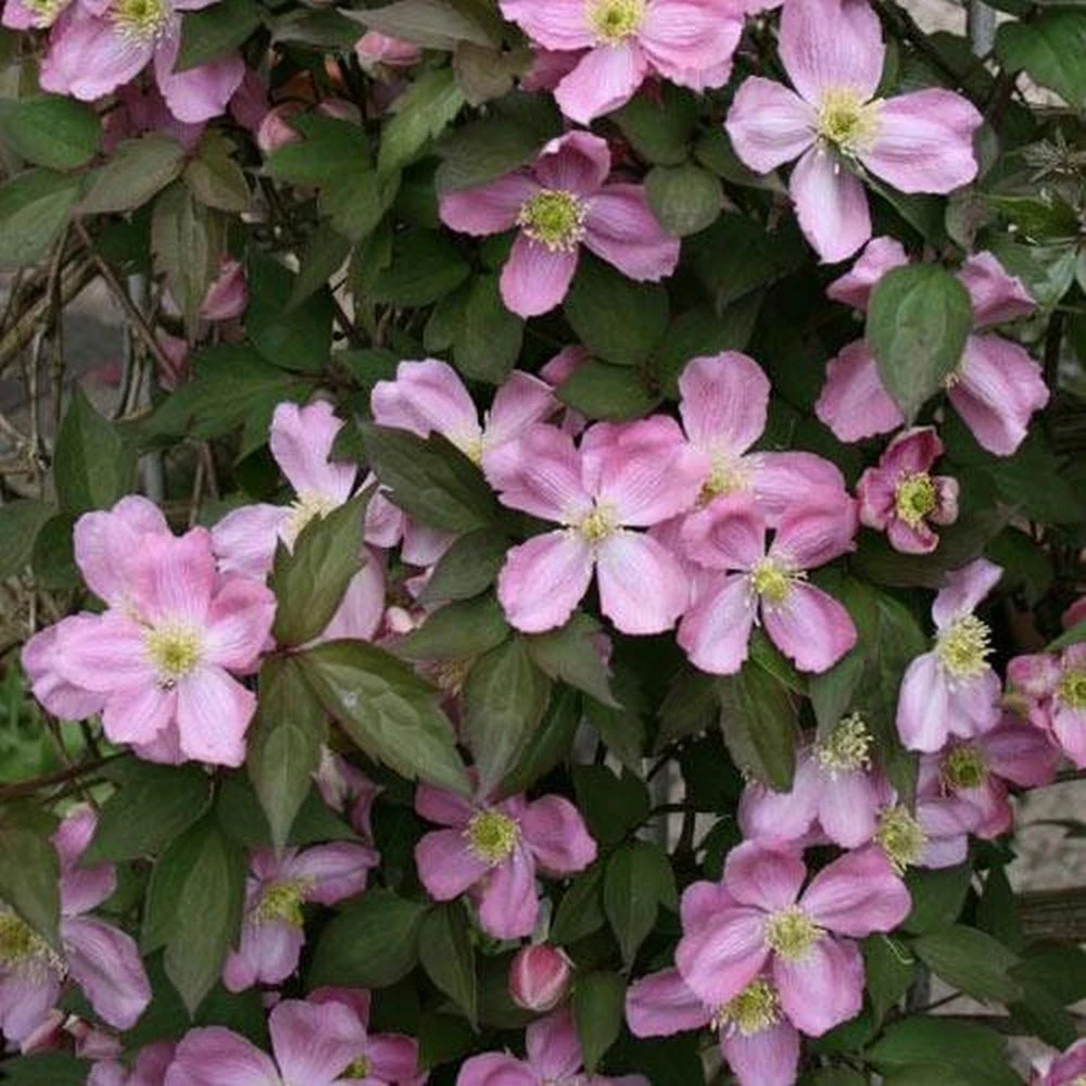 Clematis Montana Tetrarose - Large 6-7ft Specimen Plant - Spring Flowering Clematis