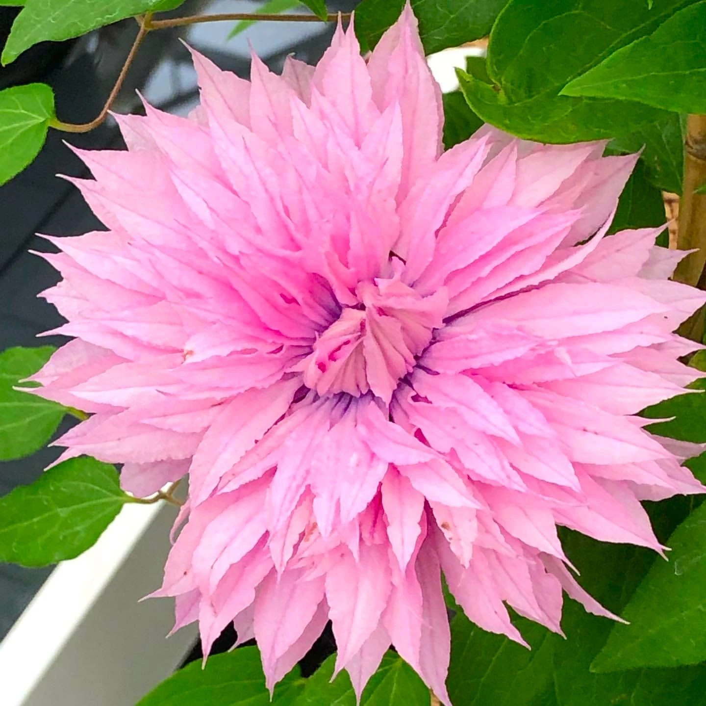 Clematis Multi Pink - Stunning Brand New & Exclusive Hardy Climbing Summer Flowering Clematis - Image 2