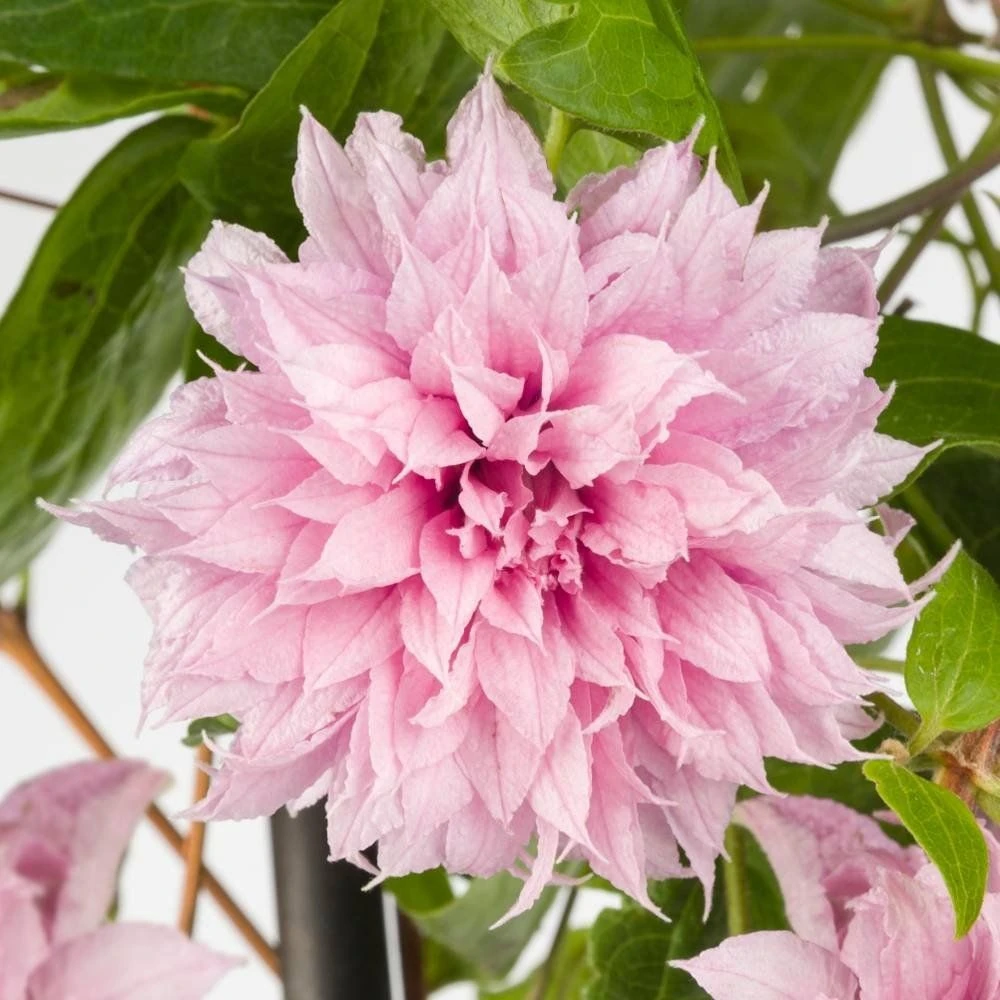 Clematis Multi Pink - Stunning Brand New & Exclusive Hardy Climbing Summer Flowering Clematis - Image 3