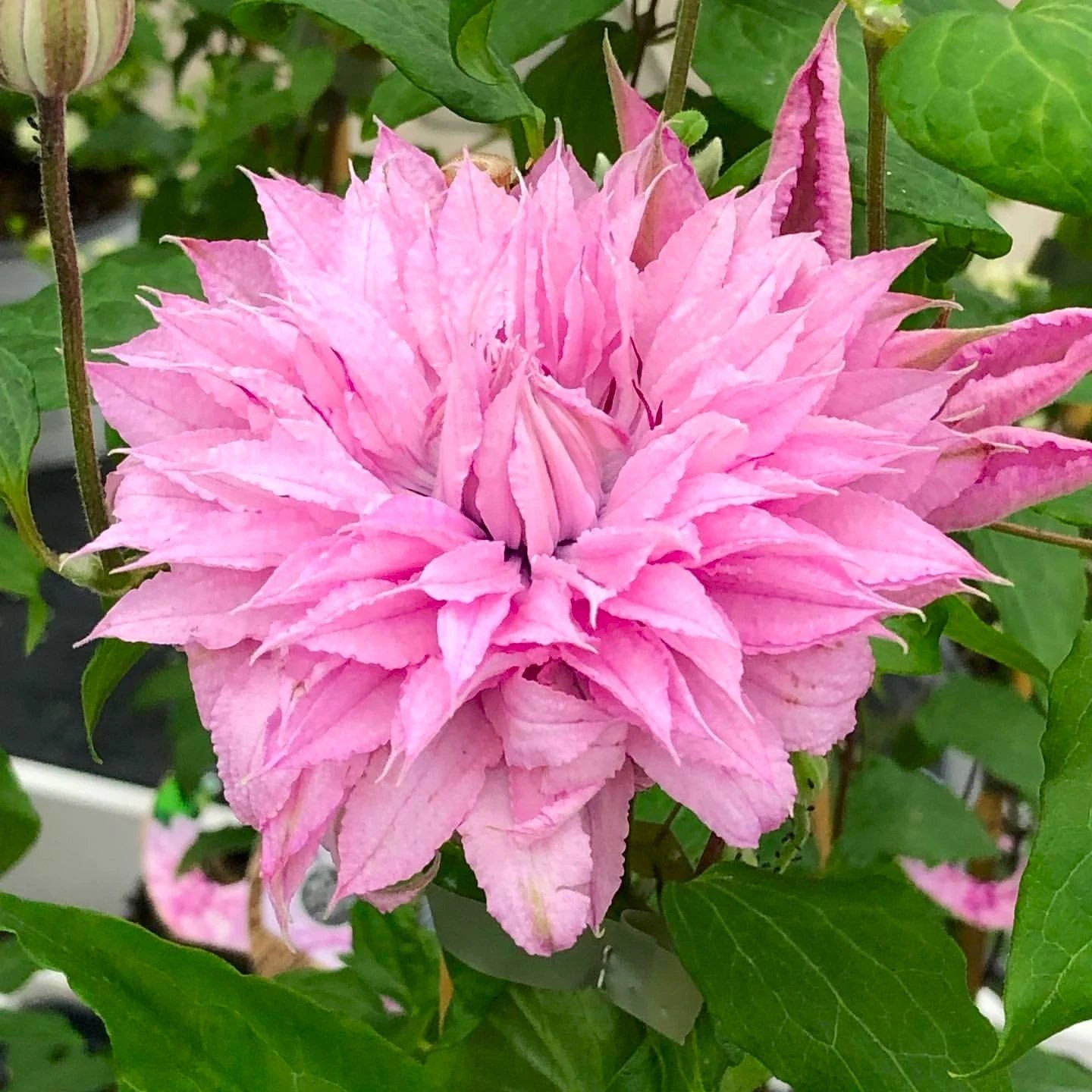 Clematis Multi Pink - Stunning Brand New & Exclusive Hardy Climbing Summer Flowering Clematis - Image 4