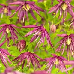 Clematis Macropetala Octopus