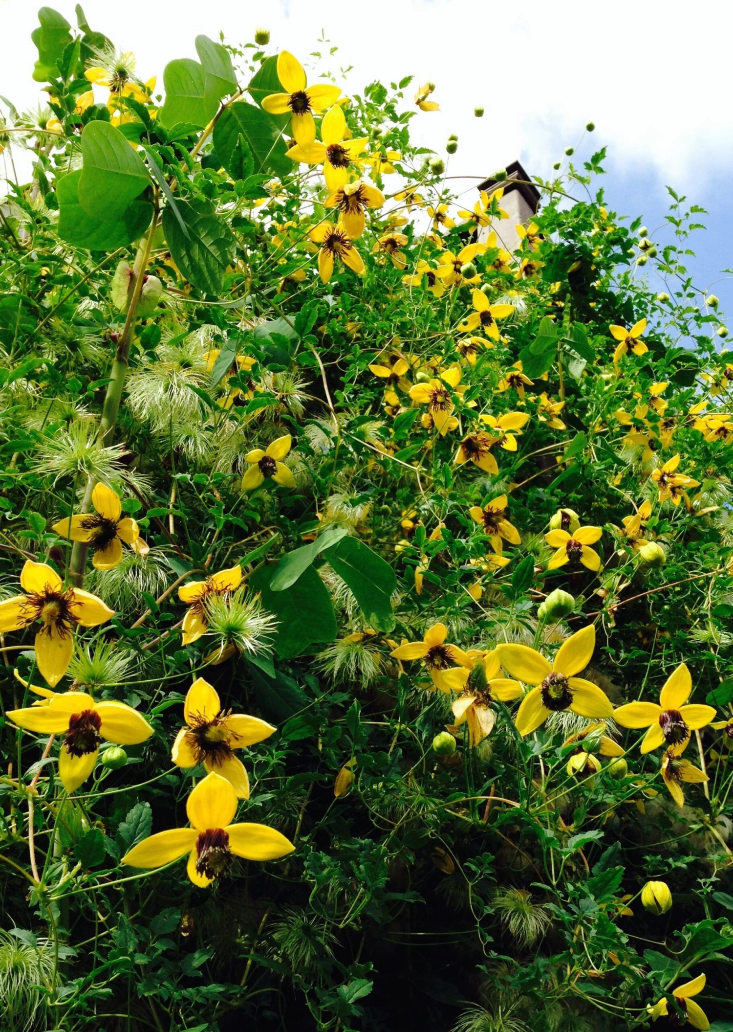 Clematis Tibetana Tangutica Bill MacKenzie - Orange Peel Clematis - Image 2