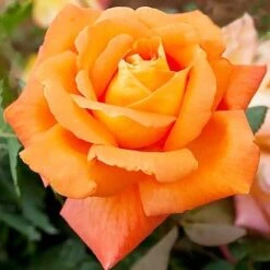 Large 6-7ft Climbing Rose Louis De Funes